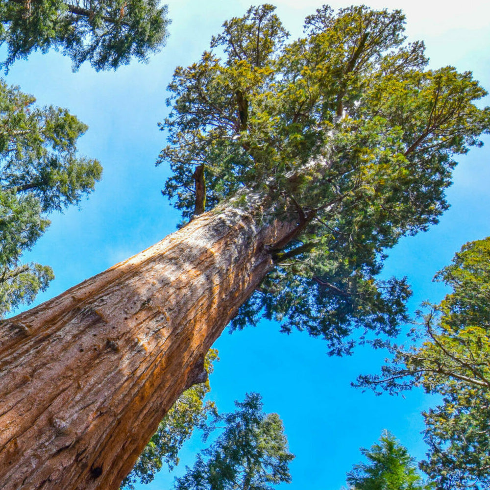 SEQUOIA NATIONAL PARK
