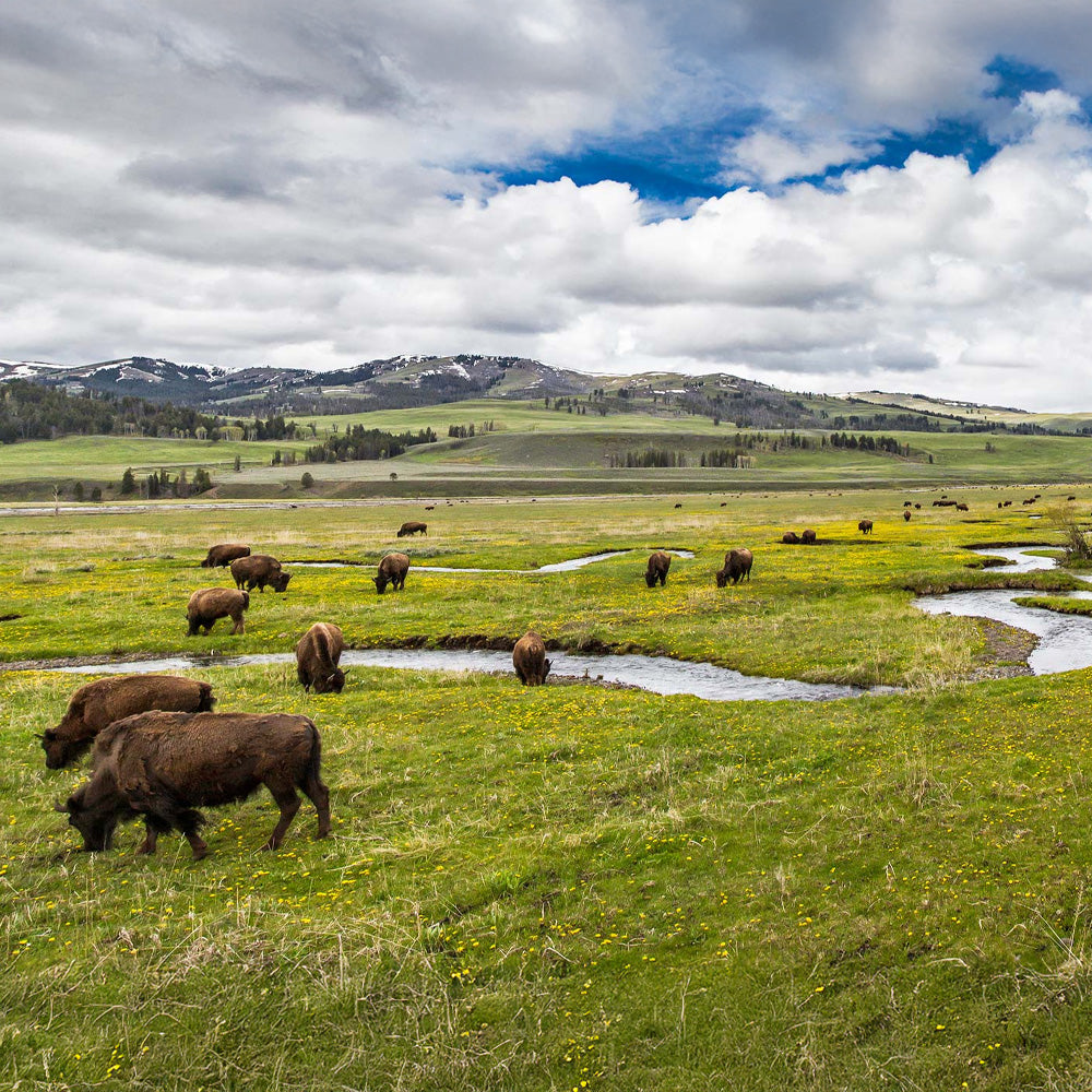 Yellowstone NP - Beartooth Hwy.