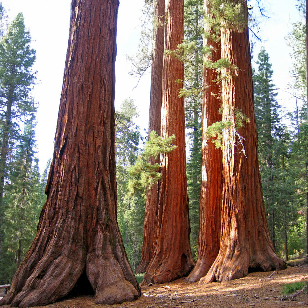 California Crown Jewels : Yosemite, King's Canyon and Sequoia
