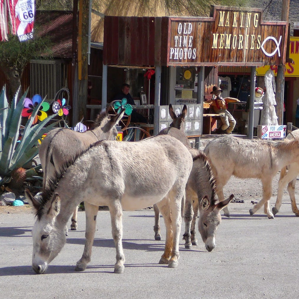Seligman, the Best-Preserved Stretch & the Wild Burros of Oatman