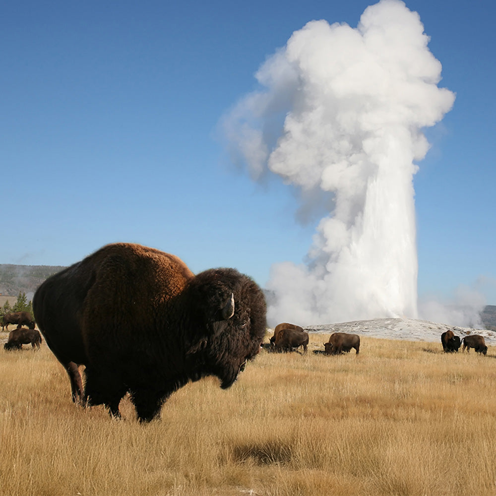 Yellowstone NP - Day 1