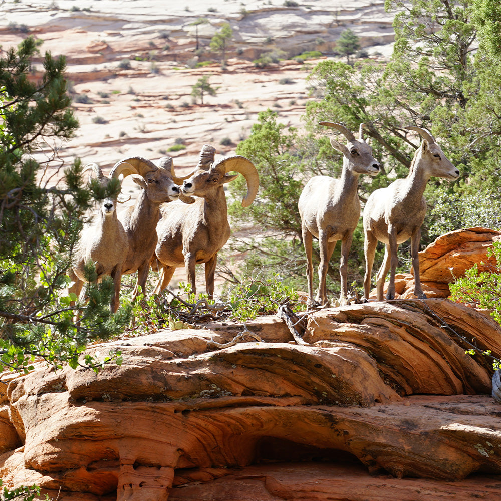 Arrive in Zion National Park